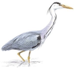 Heron