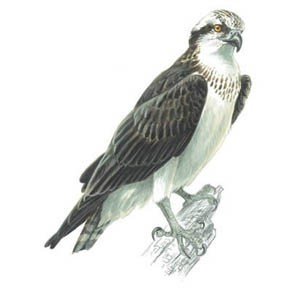 Merlin