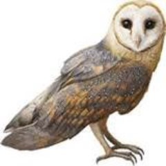 Merlin