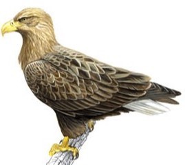 Eagle