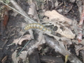 DSCF0137.JPG