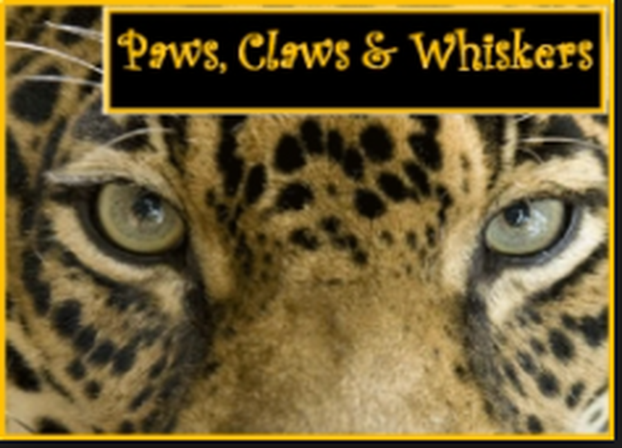 Image result for paws claws and whiskers