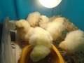 chicks (61).JPG
