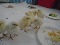 chick food (18).JPG