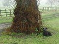 We saw Spring lambs!