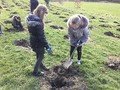 tree2.jpg