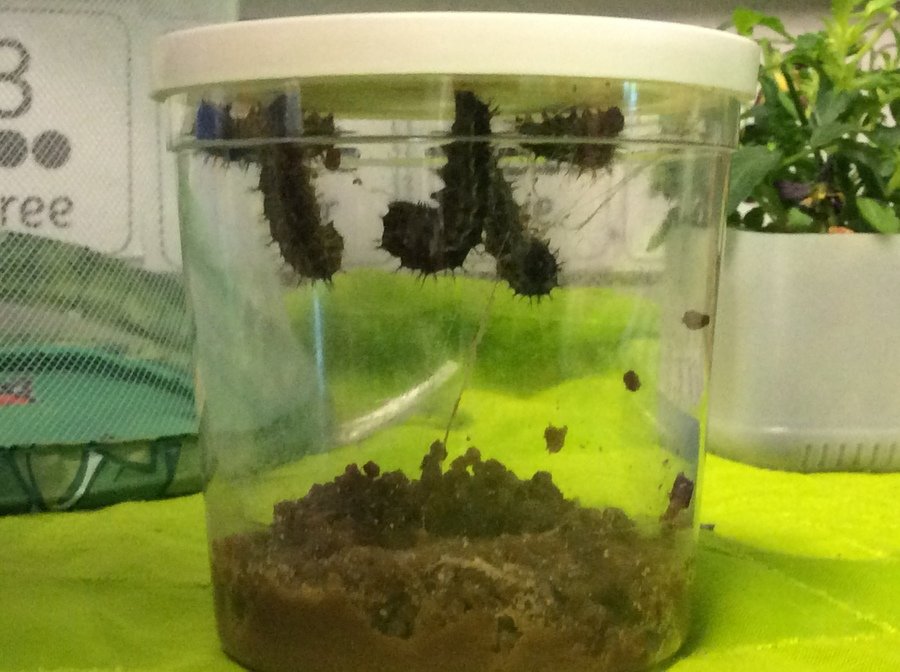 Day 10: our caterpillars have begun to make their chrysalises today!