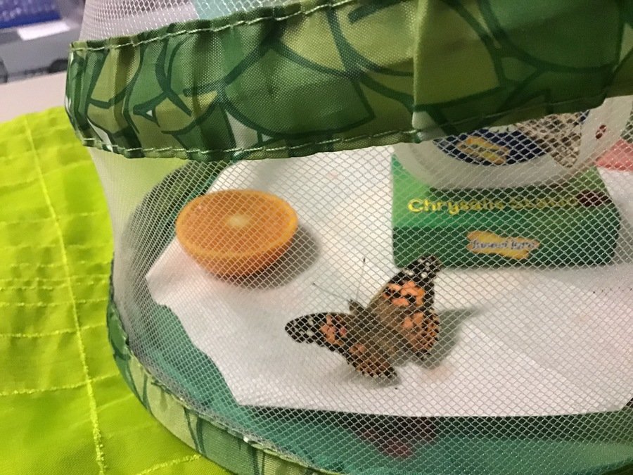 We have butterflies!