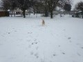 Boris loves playing the snow.