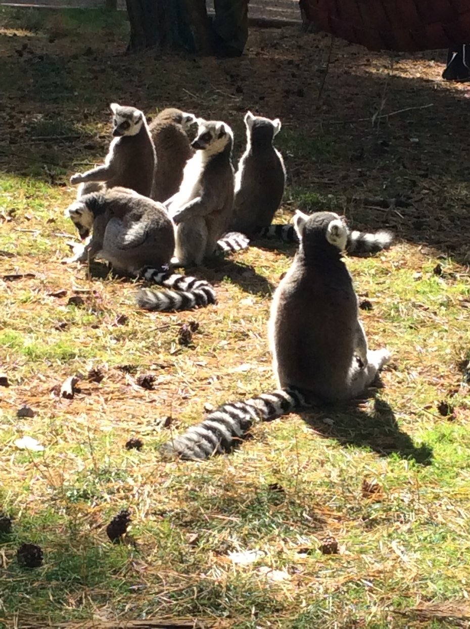 Lemurs