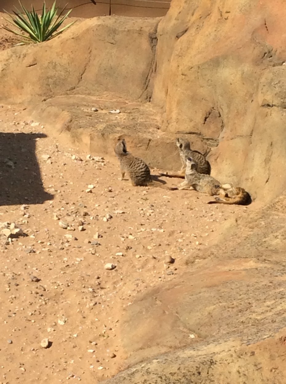 Meerkat mongoose