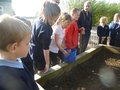 Mr Connor comes to school to plant wheat (2).JPG