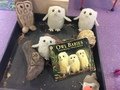 Owl babies<br>