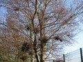 IMG_1920.JPG