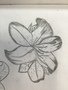 lilies (17).JPG