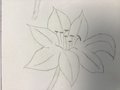 lilies (28).JPG