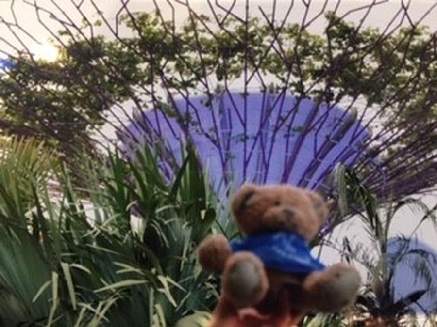 Enjoying the Supertree Grove at The Gardens by the Bay in Singapore.