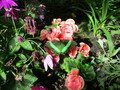 IMG_5516.JPG