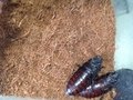 IMG_0808.JPG
