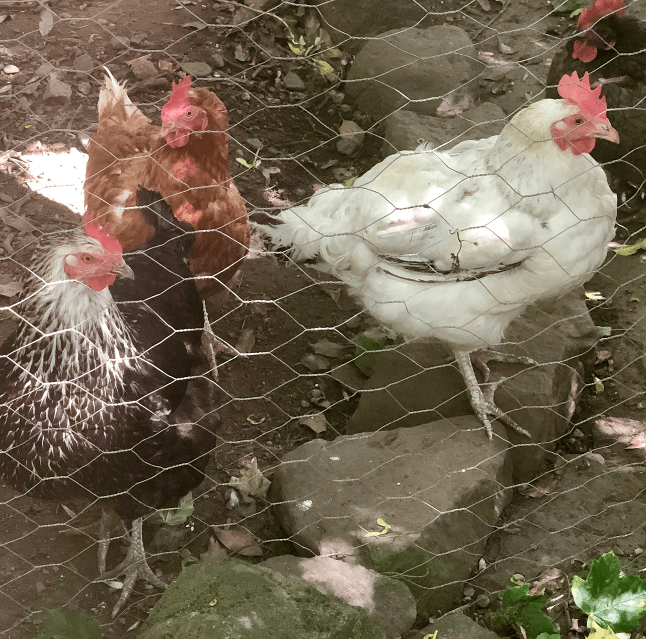 hens