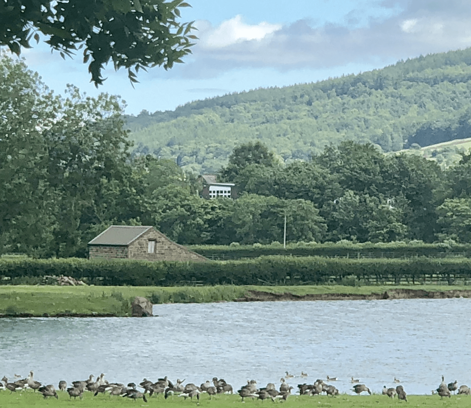 lake and geese
