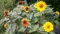 Sunflowers (1).JPG