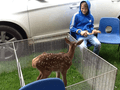 animals 1.png