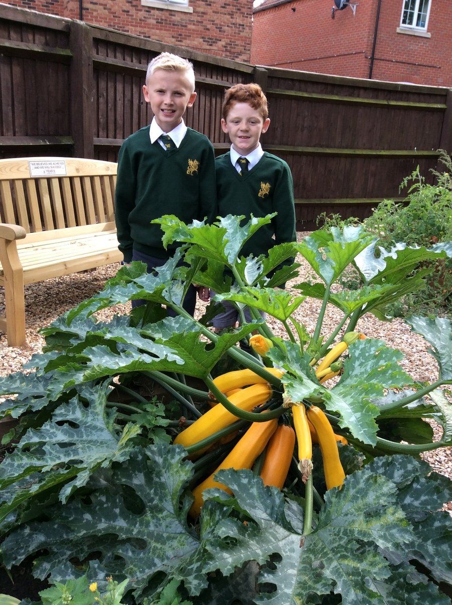 Our giant courgettes!