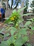 Sensory Garden September 2019 wildlife and cooking (2).JPG