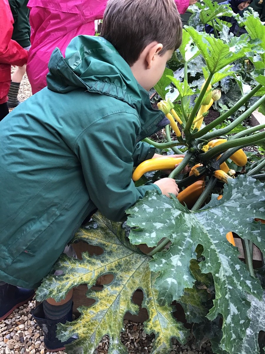 Harvesting our giant courgettes