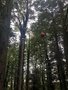 1E02CF33-A157-40CF-AA2A-4D071F1A6679.jpeg