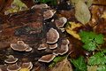 octopus class forest school session dec 5th 015.JPG