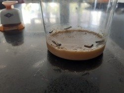 Libby Turner caterpillars 2020 day 3.jpg