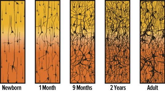 Photo source: Corel, JL. The postnatal development of the human cerebral cortex. Cambridge, MA: Harvard University Press; 1975