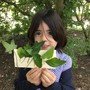 Science/Art - Leaf collecting