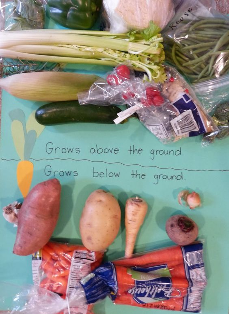 Think about how different vegetables grow. Can you sort them for those that grow underground and those that grow above ground?
