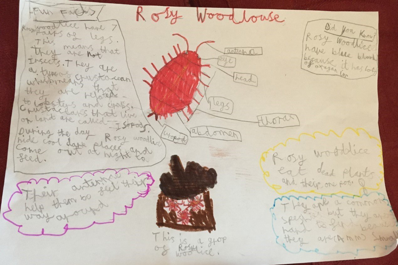 Ella's minibeast poster
