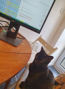 Smudge studying.jpg