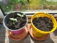 Sophie and Benjamin's sunflowers