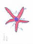 Archie starfish