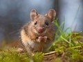 field mouse.jpg
