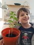 Bryce is growing a tomato plant