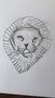 Fred lion.jpeg