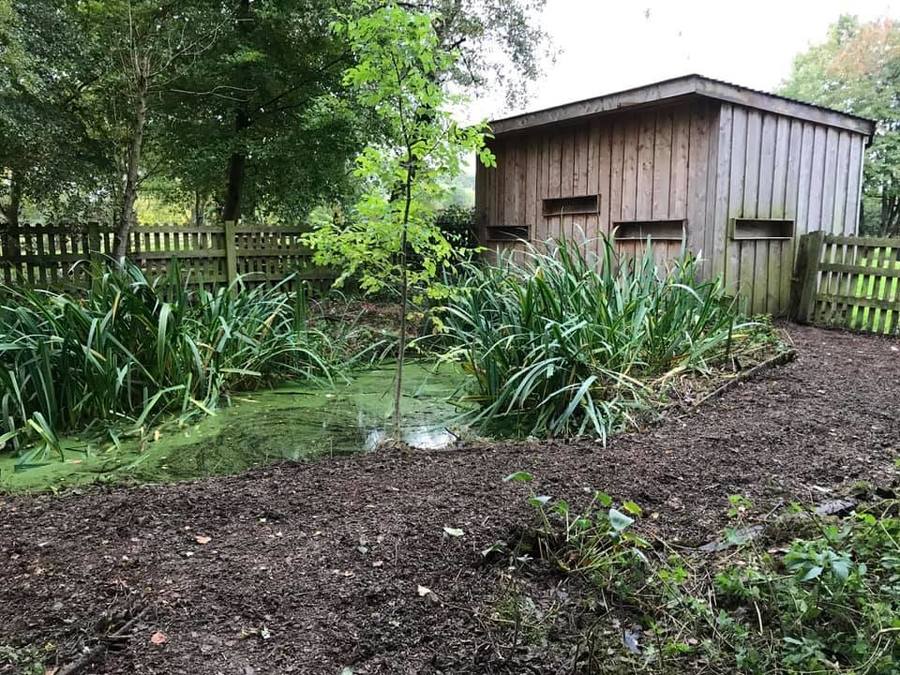 Our school pond and bird hide