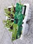 spinach.jpg