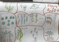 ghana allotment (1).png