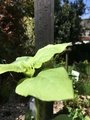 06/05/2020  37cm