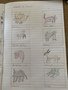 Animals in Ghana.jpg
