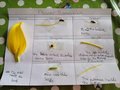 Jack's flower disection