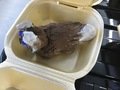Thomas Yr 1 - Clay Rabbit Model